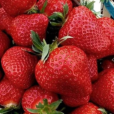 Клубника КЛЕРИ  Клубника КЛЕРИ в Минске