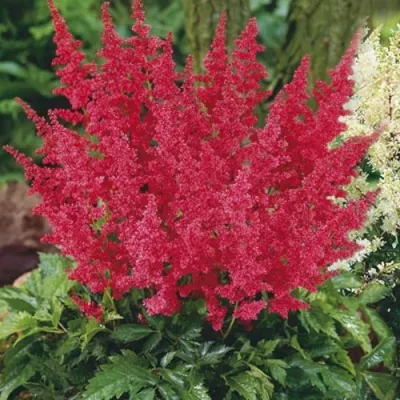 Астильба МОНТГОМЕРИ японская — описание сорта Астильба МОНТГОМЕРИ японская в Минске