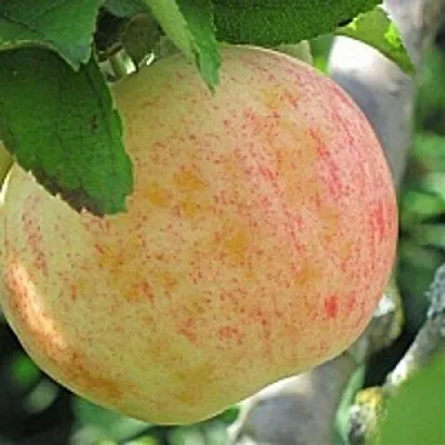 Яблоня ЛЕТНЕЕ СЛАДКОЕ в Минске