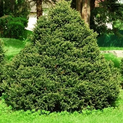 Ель ОЛЕНДОРФИ обыкновенная в Минске