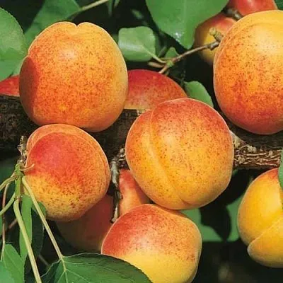 Абрикос УЛЬЯНИХИНСКИЙ  Абрикос УЛЬЯНИХИНСКИЙ в Минске