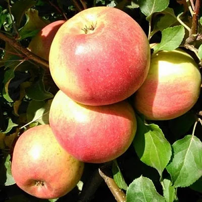 Яблоня ЭМБАССИ в Минске