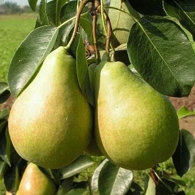 ГРУША ИЗУМРУД ГРУША ИЗУМРУД