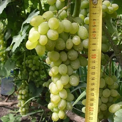 Виноград АНАНАСНЫЙ РАННИЙ  Виноград АНАНАСНЫЙ РАННИЙ в Минске