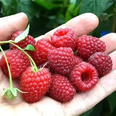 Малина ХИМБО-ТОП — описание сорта Малина ХИМБО-ТОП в Минске