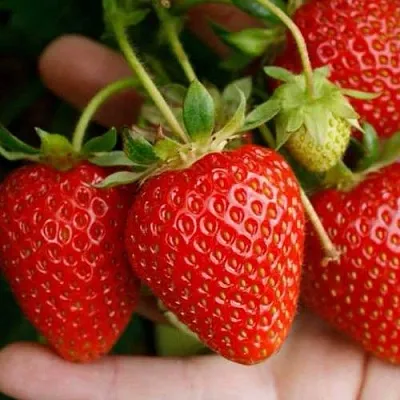 Клубника ПОРТОЛА ремонтантная  Клубника ПОРТОЛА ремонтантная в Минске