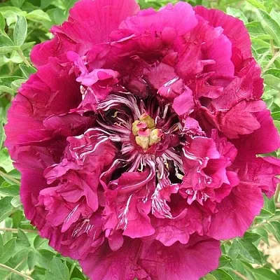 Пион ПУРПУРНЫЙ ОКЕАН древовидный в Минске