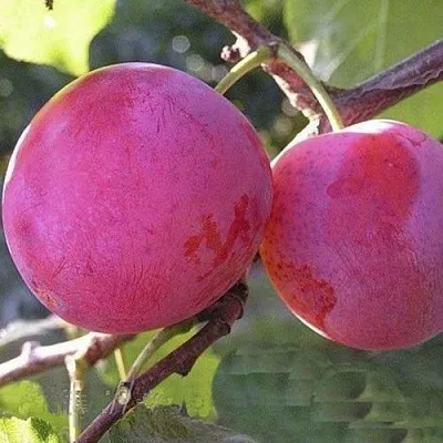 Слива ДЕЛИКАТНАЯ в Минске