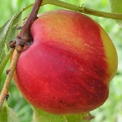 Нектарин СТАРК РЕД ГОЛД — описание сорта Нектарин СТАРК РЕД ГОЛД в Минске