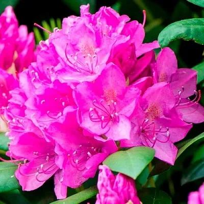 Азалия ПУРПУРТРАУМ японская в Минске