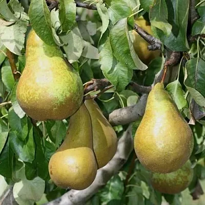 Груша САПФИРА колонновидная  Груша САПФИРА колонновидная в Минске