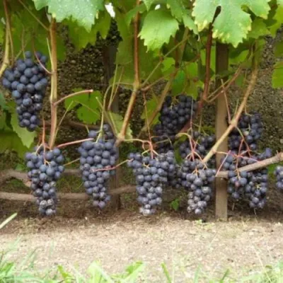 Виноград ВОСТОРГ ЧЕРНЫЙ в Минске