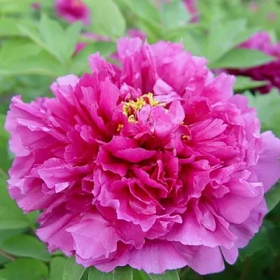 Пион ЛИЛОВАЯ ФАНТАЗИЯ древовидный в Минске