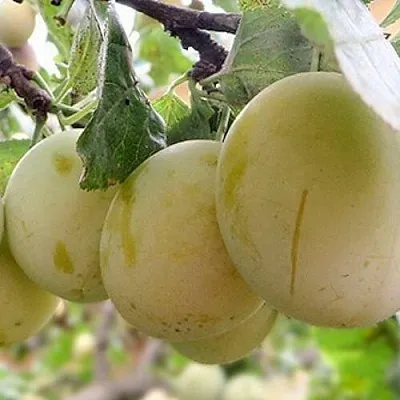 Слива УТРО в Минске