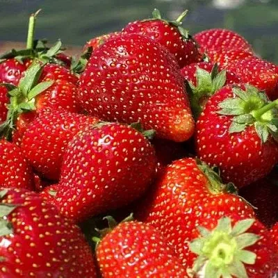 Клубника ПИРЧИНКЬЮ  Клубника ПИРЧИНКЬЮ в Минске