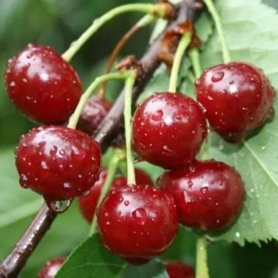 Вишня КОНФИТЮР — описание сорта Вишня КОНФИТЮР в Минске