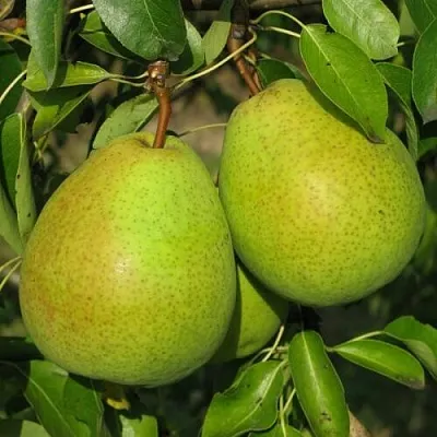 Груша НАЙТ-ВЕРТ колонновидная  Груша НАЙТ-ВЕРТ колонновидная в Минске