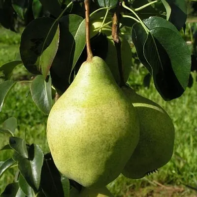 Груша МИНСКАЯ колонновидная  Груша МИНСКАЯ колонновидная в Минске