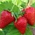 Клубника КЛОДИЯ в Минске