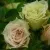 Роза ГРИН ДАЙМОНД миниатюрная — описание сорта Роза ГРИН ДАЙМОНД миниатюрная в Минске