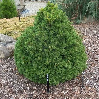 Ель ТОМПА обыкновенная в Минске