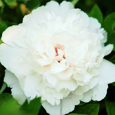 Пион СНЕЖНАЯ КРЕПОСТЬ древовидный в Минске