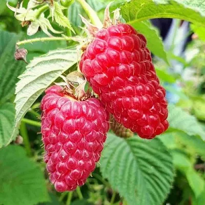 Малина ПШЕХИБА  Малина ПШЕХИБА в Минске