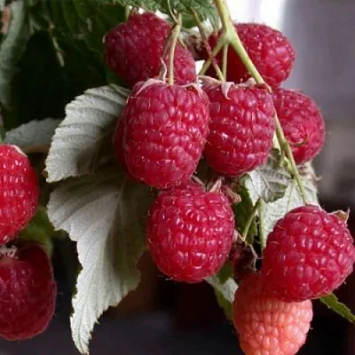 Малина ремонтантная Геракл Малина ремонтантная Геракл