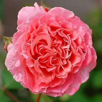 Роза ЛОРАН КАБРОЛЬ шраб в Минске