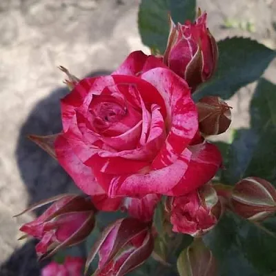 Роза ФАЙЕР ВОРКС миниатюрная в Минске