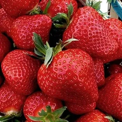 Клубника КЛЕРИ — описание сорта Клубника КЛЕРИ в Минске