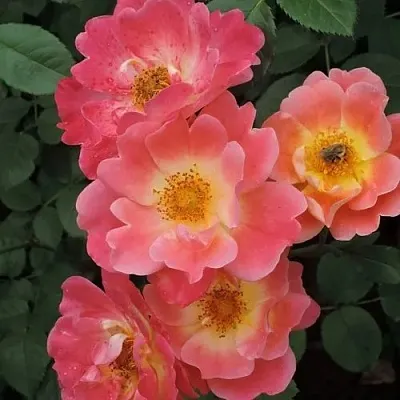 Роза ГЕРЦОГИНЯ ФРЕДЕРИКА шраб в Минске