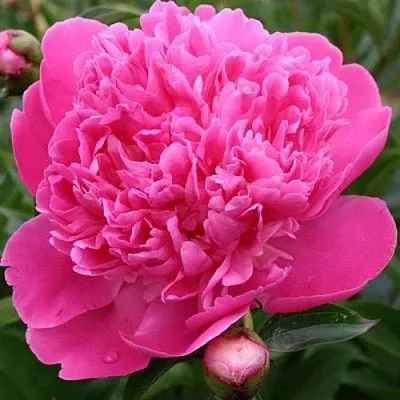 Пион ЭДУЛИС СУПЕРБА травянистый  Пион ЭДУЛИС СУПЕРБА травянистый в Минске