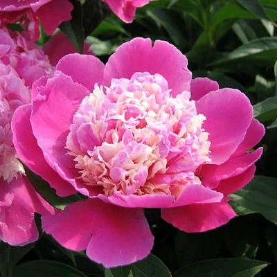 Пион КОРА СТАББС травянистый  Пион КОРА СТАББС травянистый в Минске