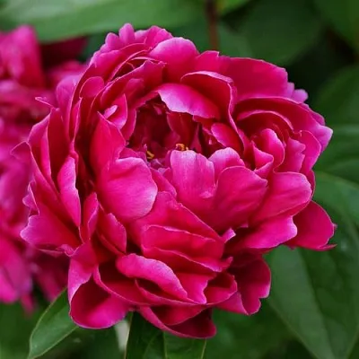 Пион ЛУИ ВАН-ГУТТ травянистый  Пион ЛУИ ВАН-ГУТТ травянистый в Минске