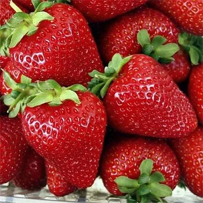 Клубника СКАЛА  Клубника СКАЛА в Минске