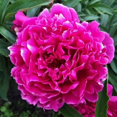 Пион КАРЛ РОЗЕНФЕЛЬД травянистый  Пион КАРЛ РОЗЕНФЕЛЬД травянистый в Минске