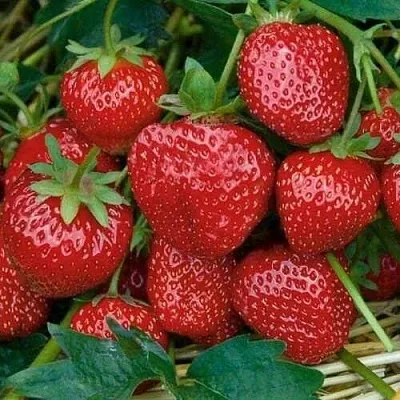 Клубника СЕЛЬВА ремонтантная  Клубника СЕЛЬВА ремонтантная в Минске