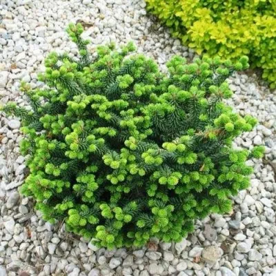 Пихта НАНА бальзамическая в Минске