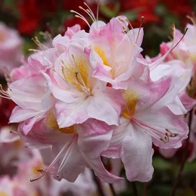 Азалия САТОМИ японская в Минске