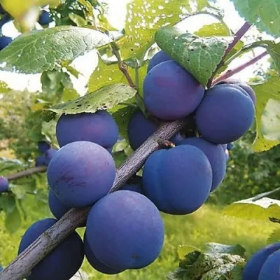 Слива КРОМАНЬ в Минске