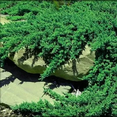 Можжевельник НАНА лежачий — описание сорта Можжевельник НАНА лежачий в Минске