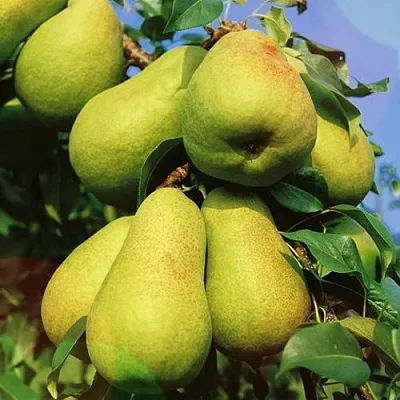 Груша НЕЖНОСТЬ колонновидная	  Груша НЕЖНОСТЬ колонновидная	 в Минске