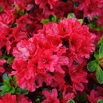 Азалия ХИНО КРИМСОН японская в Минске