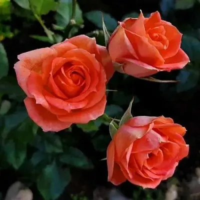 Роза ОРАНЖ ДЖЕВЕЛ миниатюрная в Минске