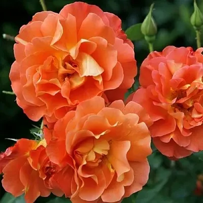 Роза ВЕСТЕРЛЕНД шраб в Минске