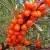 Облепиха ДЖЕМОВАЯ в Минске