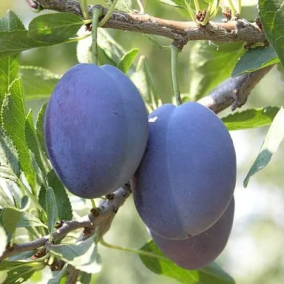 Слива СТЭНЛИ в Минске