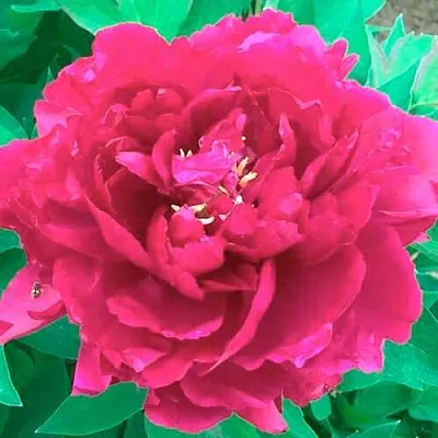 Пион ОСТРОВНОЙ МИНИСТР древовидный  Пион ОСТРОВНОЙ МИНИСТР древовидный в Минске