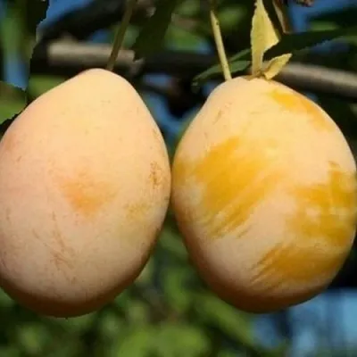 Слива ВАШИНГТОН в Минске